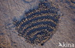 Spookkrab (Ocypode spec.)
