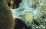 stonecoral
