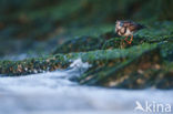 Steenloper (Arenaria interpres)