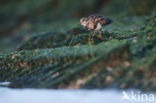 Steenloper (Arenaria interpres)