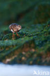 Steenloper (Arenaria interpres)