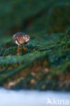 Steenloper (Arenaria interpres)