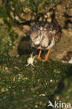 Steenloper (Arenaria interpres)