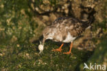 Steenloper (Arenaria interpres)