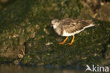 Steenloper (Arenaria interpres)