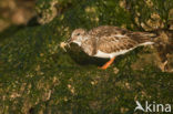 Steenloper (Arenaria interpres)