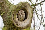 Little Owl (Athene noctua)