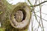 Little Owl (Athene noctua)