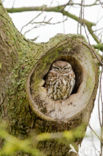 Little Owl (Athene noctua)