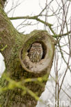 Little Owl (Athene noctua)