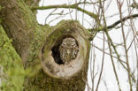 Little Owl (Athene noctua)