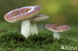 Beechwood Sickener (Russula mairei)