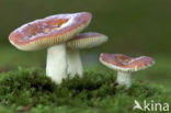 Beechwood Sickener (Russula mairei)