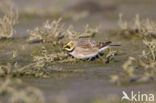 Shore Lark (Eremophila alpestris  )