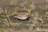 Strandleeuwerik (Eremophila alpestris  )