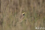 Shore Lark (Eremophila alpestris  )