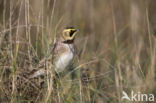 Shore Lark (Eremophila alpestris  )