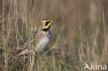 Shore Lark (Eremophila alpestris  )