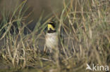 Strandleeuwerik (Eremophila alpestris  )