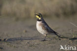 Strandleeuwerik (Eremophila alpestris  )