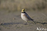 Shore Lark (Eremophila alpestris  )