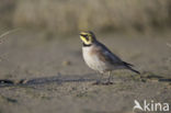 Strandleeuwerik (Eremophila alpestris  )