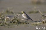 Shore Lark (Eremophila alpestris  )