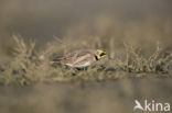 Shore Lark (Eremophila alpestris  )