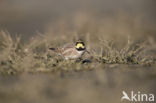 Shore Lark (Eremophila alpestris  )