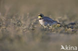 Shore Lark (Eremophila alpestris  )