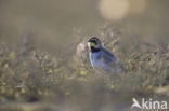 Shore Lark (Eremophila alpestris  )