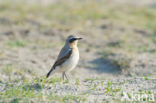 Northern Wheatear (Oenanthe oenanthe)