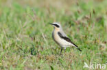 Northern Wheatear (Oenanthe oenanthe)