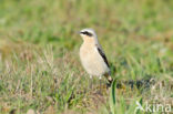 Northern Wheatear (Oenanthe oenanthe)