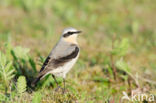 Northern Wheatear (Oenanthe oenanthe)
