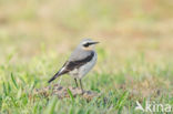 Northern Wheatear (Oenanthe oenanthe)