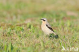Northern Wheatear (Oenanthe oenanthe)
