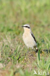 Tapuit (Oenanthe oenanthe) 