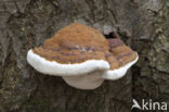 Tonderzwam (Ganoderma spec.)