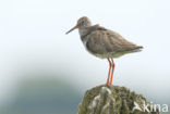 Common Redshank (Tringa totanus)