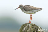 Common Redshank (Tringa totanus)