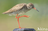 Common Redshank (Tringa totanus)