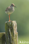 Common Redshank (Tringa totanus)