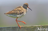 Common Redshank (Tringa totanus)