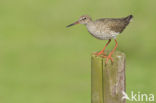 Common Redshank (Tringa totanus)