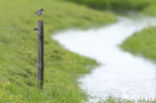 Common Redshank (Tringa totanus)