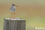 Common Redshank (Tringa totanus)