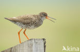 Common Redshank (Tringa totanus)