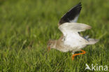 Common Redshank (Tringa totanus)