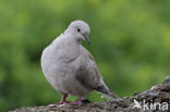 Turkse Tortel (Streptopelia decaocto)